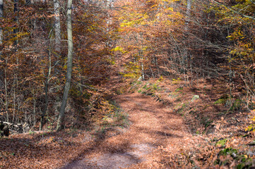 Drachenschlucht bei Eisenach im Spätherbst