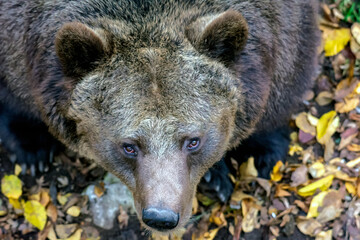 Brown bear