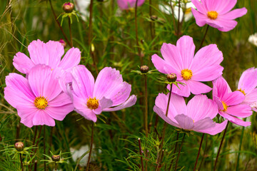 Cosmos flowers bloom on a flower bed in the garden.