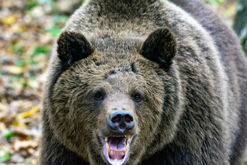 Brown bear
