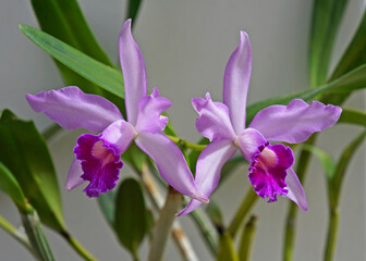 Orchids in the greenhouse, Rio, Brazil © Wagner Campelo