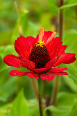 Red Magellan zinnia flowers blooming in the garden.