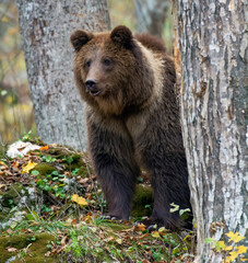 Brown bear