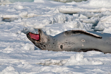 seal leopard