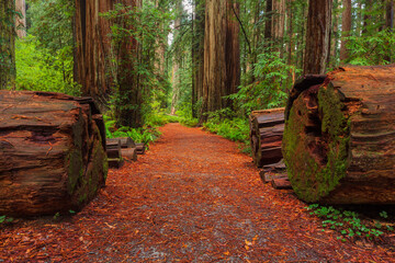 Path In Redwood Forest - obrazy, fototapety, plakaty