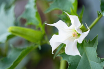 Detail of white trumpet shaped flower of hallucinogen plant Devil's Trumpet (Datura Stramonium), also called Jimsonweed. Shallow depth of field and blurred background. Close-up