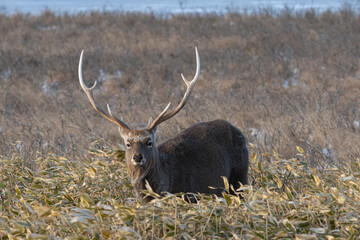 冬のエゾシカ