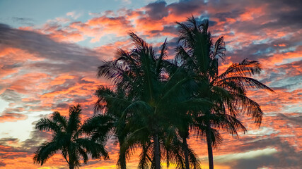 Palm Trees at Sunset