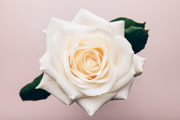Close up of beautiful big white rose on light pink background, top view