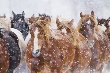 Foto op Canvas 疾走する馬の集団 © makieni