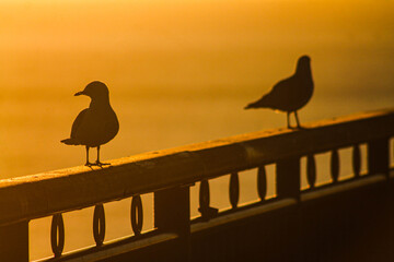 seagulls on the pier at sunrise