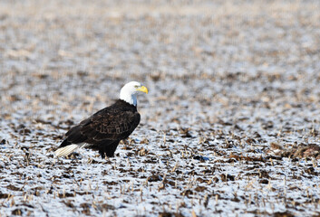 Bald Eagle in the Field