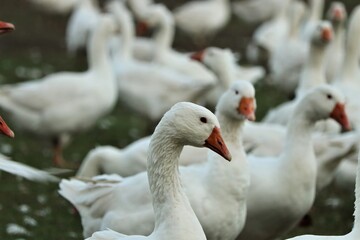 Gänse in kempener bauern hof