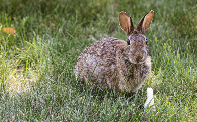 Bunny with Bread