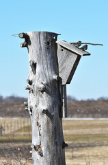 Sparrows on Birdhouse
