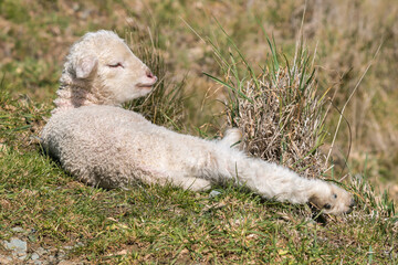 Fototapeta premium closeup of a newborn little lamb basking on grass with copy space