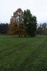 
trees in the park in the city in autumn during the day and green grass