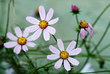 Obraz premium Cosmos flowers