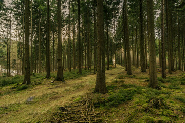 Road in german spruce forest