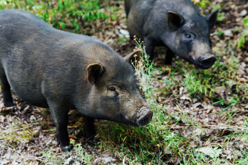 Wild boar family in the green forest