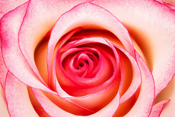 Fototapeta na wymiar Rose rosa