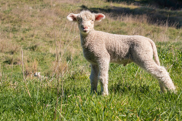 Obraz premium closeup of a newborn little lamb standing in paddock and bleating