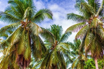 Fototapeta na wymiar Palms heaven island at the sea