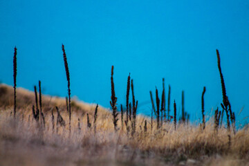 plants in a field next to lake