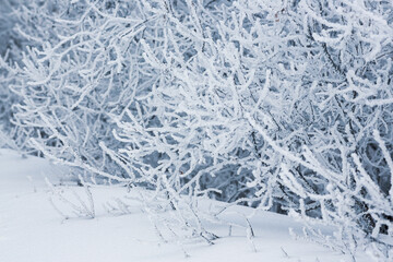 Snow and rime ice on the branches of bushes. Beautiful winter background with trees covered with...