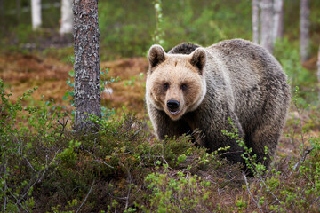 Obraz premium Brown Bear (Ursus arctos) photographed frontally.