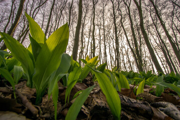 Fototapeta premium Wild garlic on forest ground