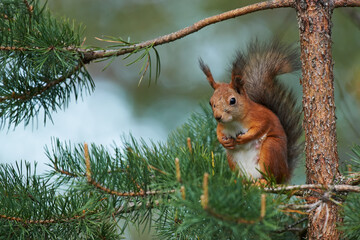 Cute european red squirrel, Sciurus vulgaris, sitting on a tree branch.