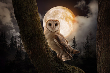 Owl on tree in misty forest under full moon at night © New Africa