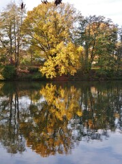 Herbstbäume spiegeln sich in der Alster