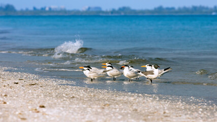 Flock of royal terns perching on the beach, Florida, USA