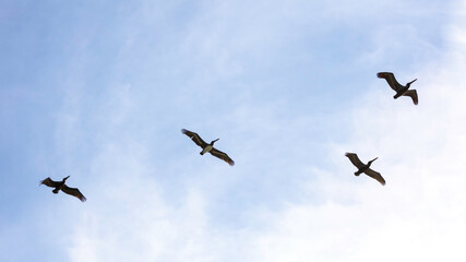 Four pelicans flying against cloudy sky, Florida, USA