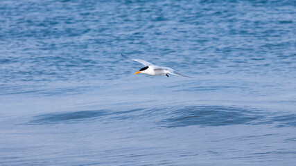 Fototapeta na wymiar Royal tern flying over blue water, Sanibel Island, Florida, USA