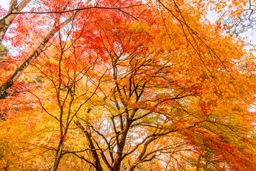 Fototapeta premium 大樹の紅葉