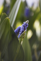 forget me not flowers
