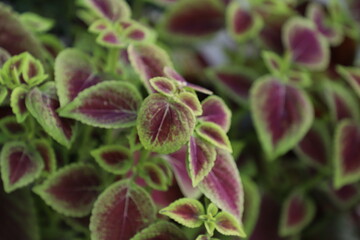 Red and  green Victorian bedding foliage plant Coleus (Plectranthus scutellarioides) close up in nature
