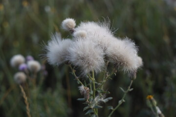 dandelion seed head