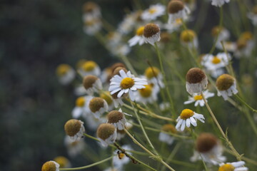 flowers in the field
