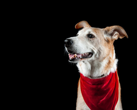 Older Yellow Dog In Holiday Scarf Isolated On Black