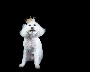 White Poodle dog wearing gold crown isolated on black