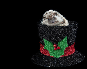 A cute hedge hog climbs out of the top of a holiday Christmas top hat