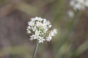 white flower in the garden