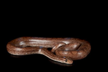 Columbian Rainbow Boa isolated on black