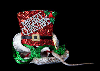 Corn Snake slithering through a pair of holiday Christmas Hat glasses isolated on black
