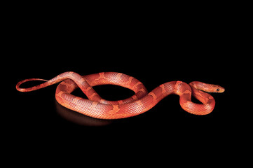 Corn Snake isolated on black background looking at camera