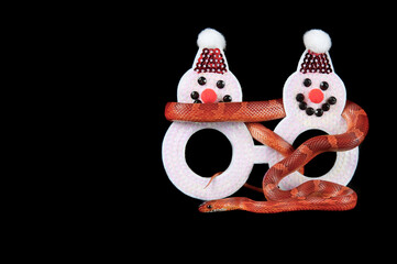 Corn Snake curled around a holiday Christmas Snowman glasses isolated on black background looking at camera